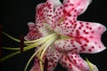 Blooming white lily flower buds. Close up, macro