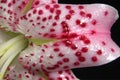 Blooming white lily flower buds. Close up, macro