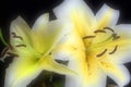 Blooming white lily flower buds Lilium Samur . Close up, macro