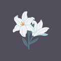 Blooming white lily, beautiful plant