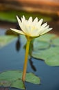 Blooming white lotus