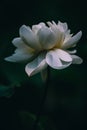 Blooming white lotus on dark background