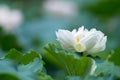 Blooming white lotus flower closeup Royalty Free Stock Photo