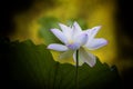 A blooming white lotus flower in closeup Royalty Free Stock Photo