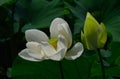 Blooming white lotus flower, Kyoto Japan. Royalty Free Stock Photo