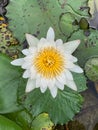 Blooming White Lotus Flower in Water Pond