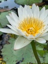 Blooming White Lotus Flower in Water Pond