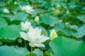 Blooming white lotus flowers with green leaves in the lake Royalty Free Stock Photo