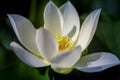 A full blossom white lotus flower in closeup Royalty Free Stock Photo