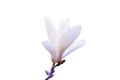Blooming white magnolia flower isolated Royalty Free Stock Photo