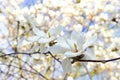 Blooming white magnolia tree in a public park Royalty Free Stock Photo