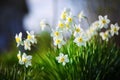 Blooming white narcissus Royalty Free Stock Photo