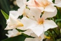 Blooming white Nerium oleander in garden Royalty Free Stock Photo