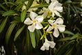 Blooming white Nerium oleander in garden Royalty Free Stock Photo