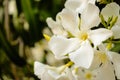 Blooming white Nerium oleander in garden Royalty Free Stock Photo