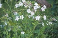 Blooming white Nicotiana suaveolens or Australian tobacco