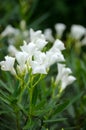 Blooming white Oleander flowers Oleander Nerium close up. Selective focus Royalty Free Stock Photo