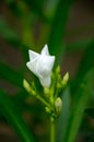 Blooming white Oleander flowers Oleander Nerium close up. Selective focus Royalty Free Stock Photo