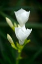 Blooming white Oleander flowers Oleander Nerium close up. Selective focus Royalty Free Stock Photo