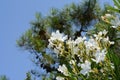 Blooming white oleander flowers or nerium in garden. Royalty Free Stock Photo
