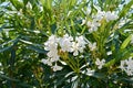 Blooming white oleander flowers or nerium in garden. Royalty Free Stock Photo