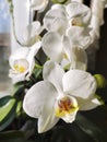 Blooming white orchid homeplant on a window with natural light. Blossom of white orchids in a spring time. Macro shot of orchids,