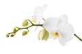 Blooming white orchid isolated from the background. Branch of beautiful blooming flowers Royalty Free Stock Photo