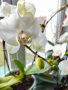 Blooming white orchidon a window with natural light. Blossom of white orchids in a spring time. Macro shot of orchids, close up