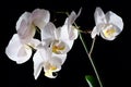 Blooming White Orchids