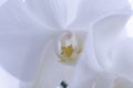 Blooming white orchids flower. Phalaenopsis. Closeup. Soft focus, toned