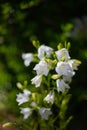 blooming white peach-leaved bellflowers (campanula) Royalty Free Stock Photo