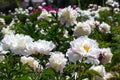 Blooming white peonies in rays of bright sun