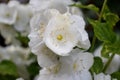 Blooming white philadelphus