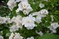 Blooming white philadelphus