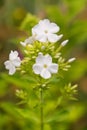 Blooming white Phlox Royalty Free Stock Photo