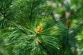 Blooming white pine Pinus strobus with beautiful young shoots against blurred green garden.