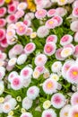 Blooming white pink daisies Royalty Free Stock Photo