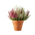 Blooming white and pink heather flowers (calluna vulgaris L.) in clay pot isolated on white background Royalty Free Stock Photo