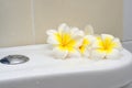 Blooming white Plumeria or Frangipani flowers in bathroom Royalty Free Stock Photo