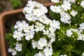 Blooming white primroses.