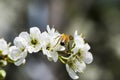 Blooming white prunus padus and the bee in the outdoor garden. Royalty Free Stock Photo