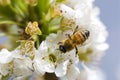 Close up of bee collecting nectar in the prunus padus Royalty Free Stock Photo