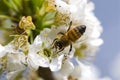 Close up of bee collecting nectar in the prunus padus Royalty Free Stock Photo