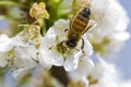 Close up of bee collecting nectar in the prunus padus Royalty Free Stock Photo