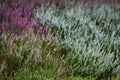 Blooming white and purple common heather. Calluna vulgaris background. Royalty Free Stock Photo