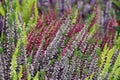 Blooming white and purple common heather. Calluna vulgaris background. Royalty Free Stock Photo