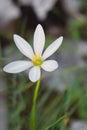 Blooming white rain lily Royalty Free Stock Photo