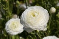 Blooming White Ranunculus Flowers