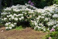 Blooming White Rhododendron Falling Snow species in Babites botanical garden, Latvia