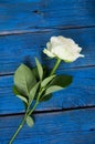 Blooming white rose on blue wooden background